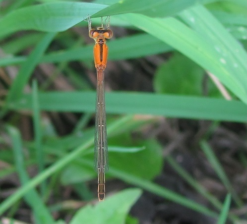 Ischnura pumilio